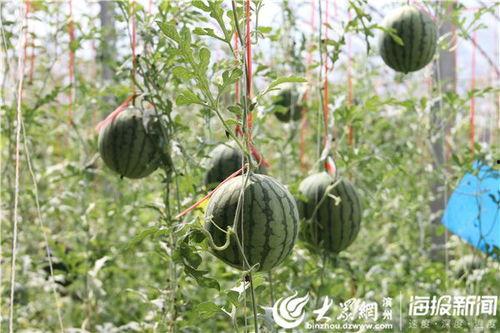 五一爆料最新吃瓜视频